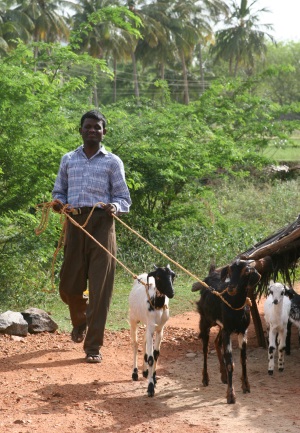 Picture of a man in India walking along a path with two goats who are on rope leads.  